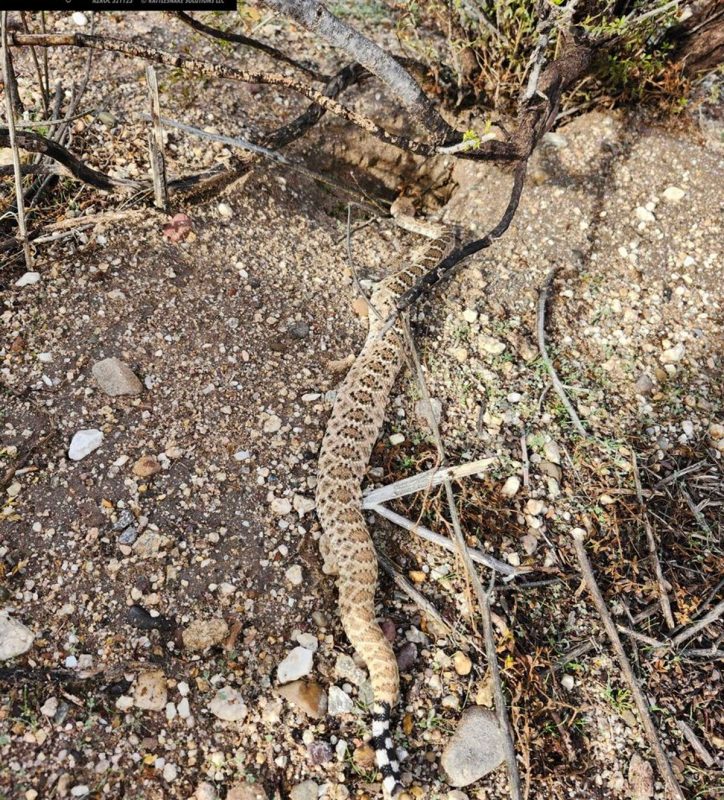 Cascavel sendo devolvida ao habitat natural, longe de casas e território urbano