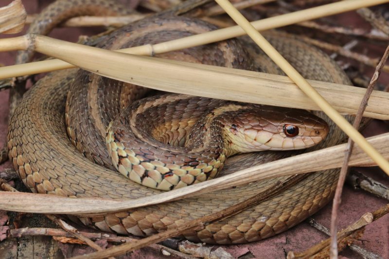 Cobra marrom é uma das cobras mais venenosas do mundo