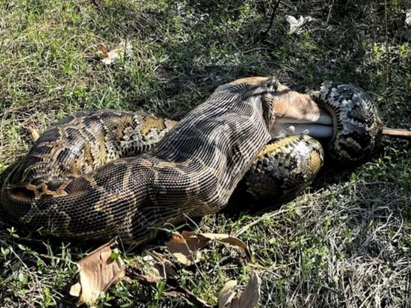 A imagem mostra uma píton birmanesa engolindo um veado 