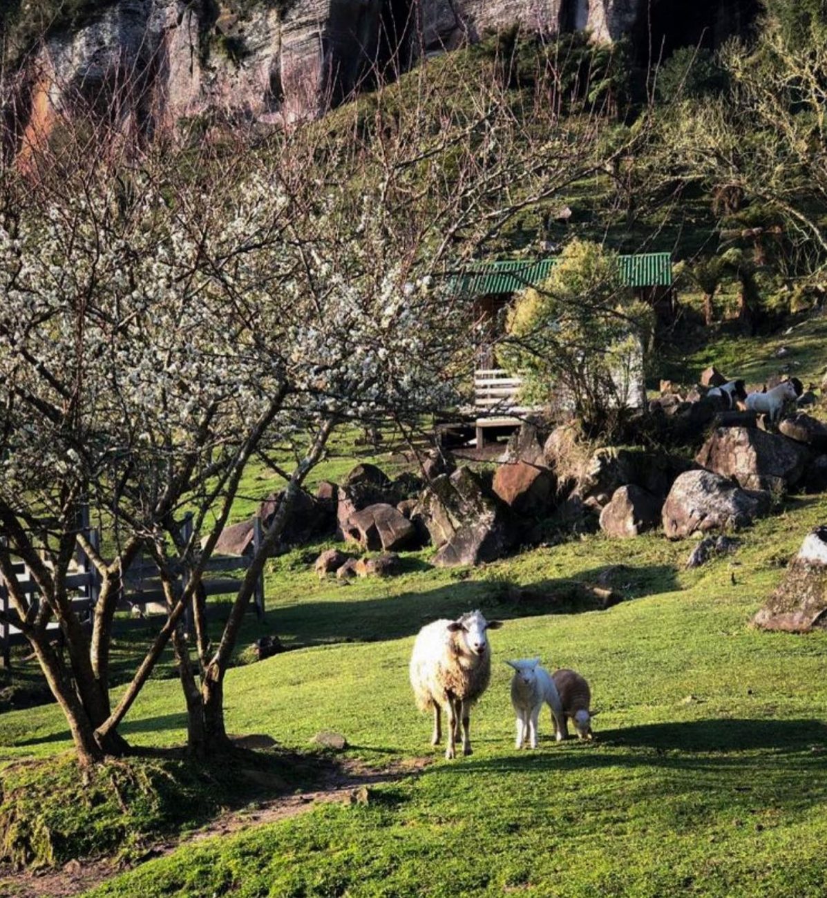 Além das inscrições, também é possível interagir e alimentar animais no Guardião do Avencal - Guardião do Avencal/Redes Sociais/Divulgação