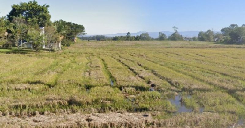 Imagem de granja de arroz, local em que o corpo seminu foi encontrado