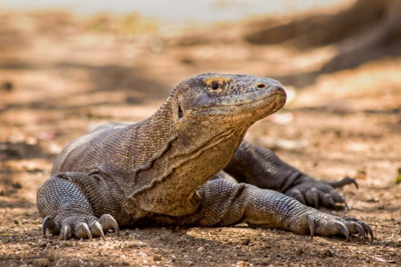 A imagem mostra um Dragão-de-komodo para ilustrar a matéria sobre o significado de ter lagartos em casa 