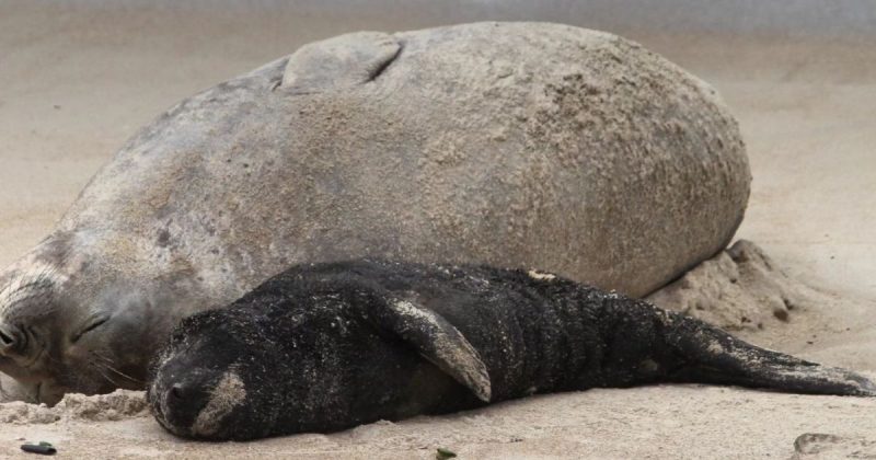 Fêmea de elefante-marinho e filhote estão sendo monitorados em Garopaba, desde o dia 11 de outubro