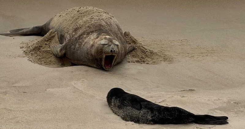 Filhote de elefante-marinho e mãe deixaram a praia do Siriú, em Garopaba 