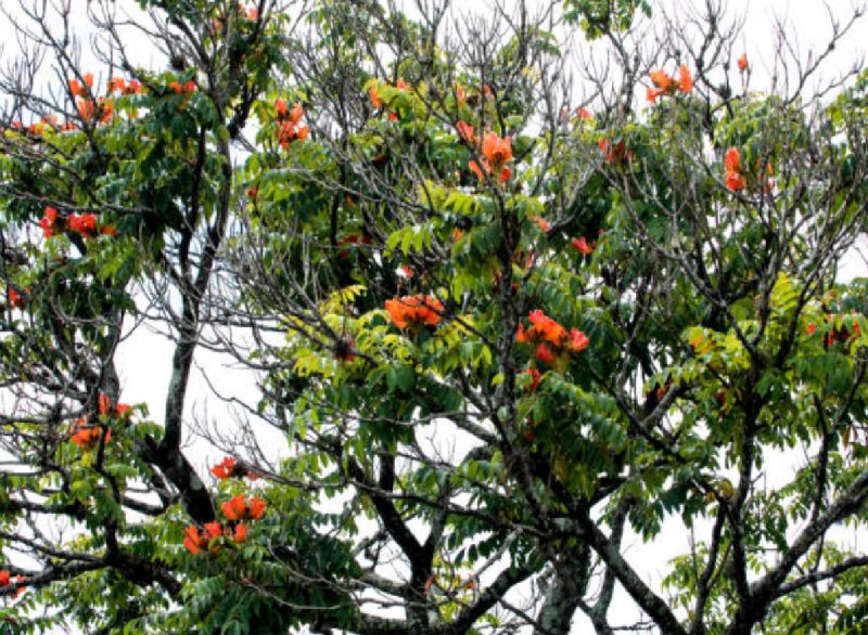 Árvore tropical com dezenas de flores laranjas vibrantes em seus galhos 