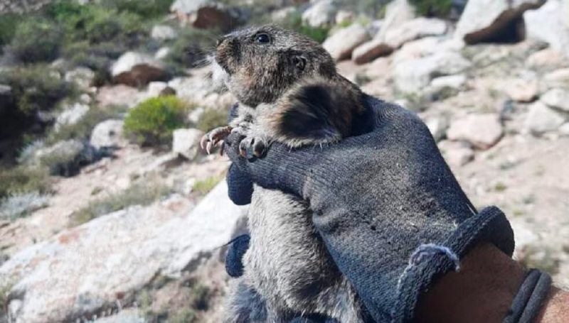 Tuco-tuco Ctenomys Uco sendo segurado 