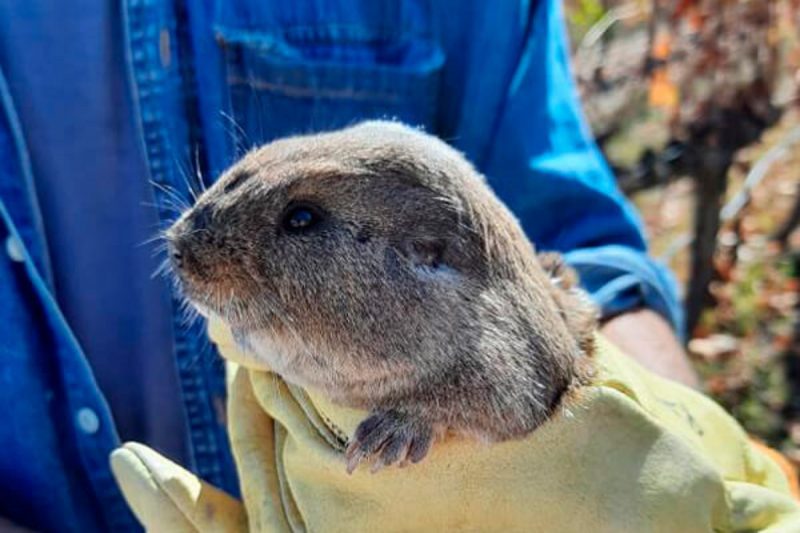 Imagem mostra tuco-tuco, nova espécie de roedor descoberta na Argentina