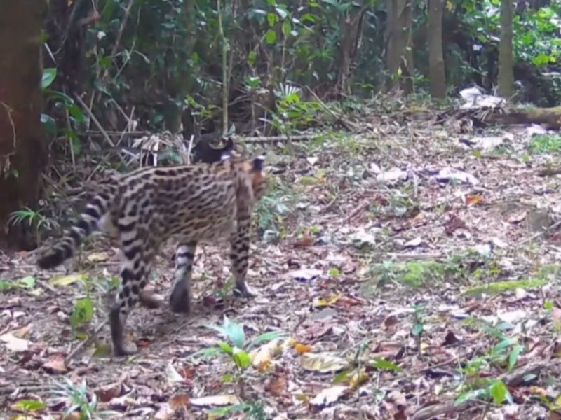 Imagem mostra a espécie rara fnos arredores de Cachoeiras de Macacu, no Rio de Janeiro