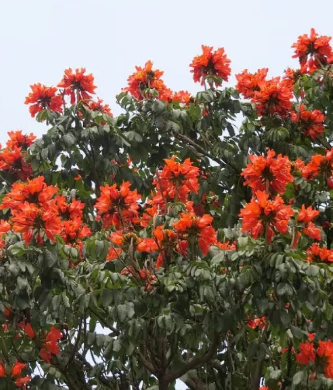 Árvore tropical com dezenas de flores laranjas vibrantes em seus galhos 