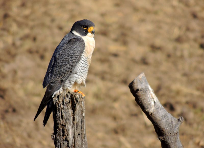 Falcão-peregrino é o animal mais rápido do mundo