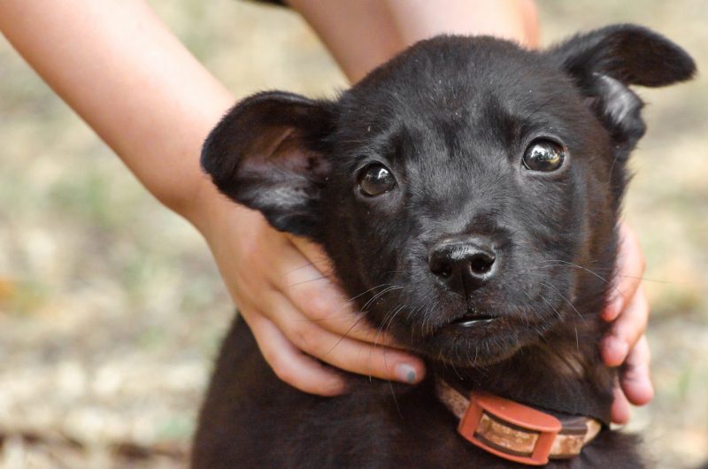 Como adotar um cachorro: filhote com muito amor para dar para a nova família