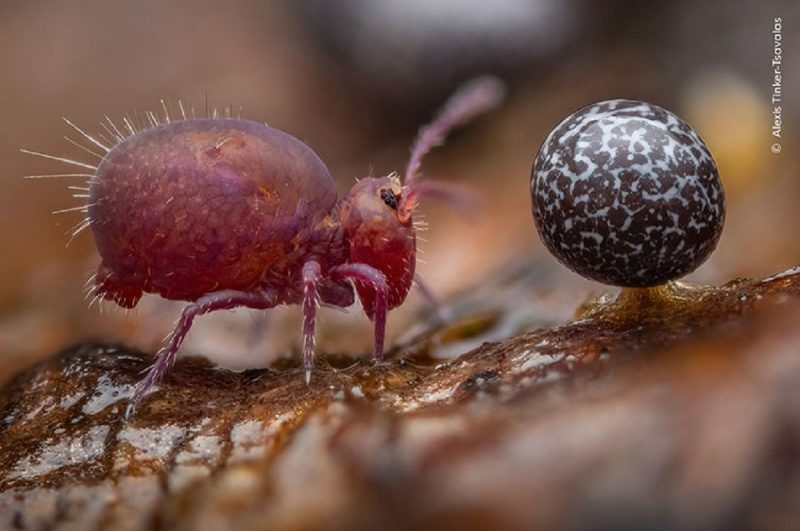 Fotografia de um colêmbolo em um tronco de árvore