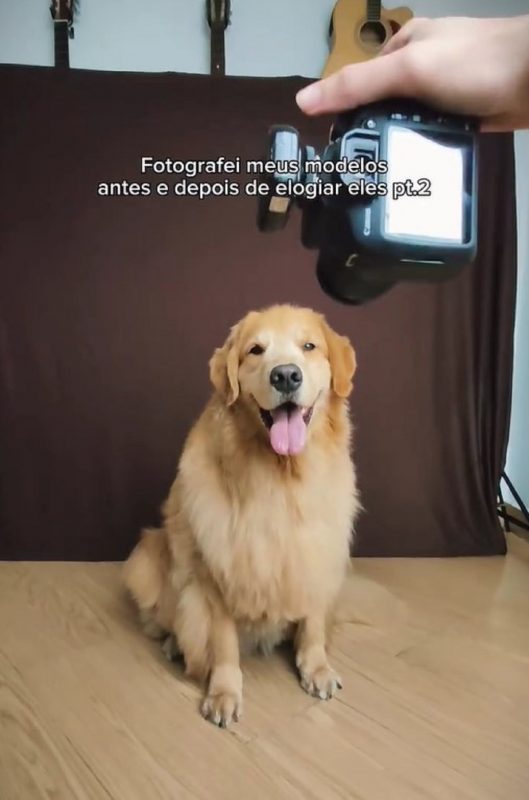 Fotógrafo tirando uma foto de um cachorro