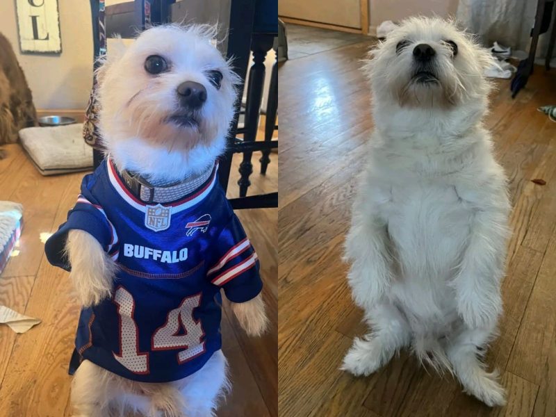 A imagem mostra um cachorro peludo branco de camiseta azul sentado.