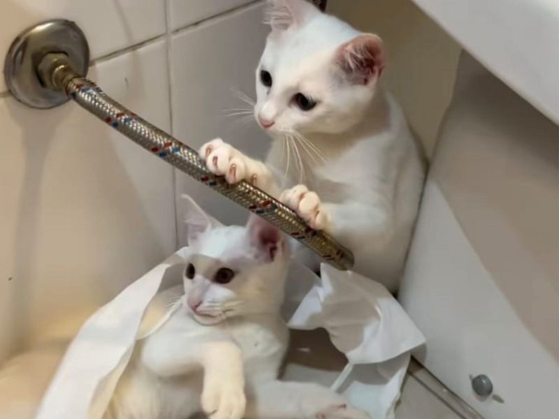 A imagem mostra dois gatinhos filhotes brancos ao lado de um cano de privada.