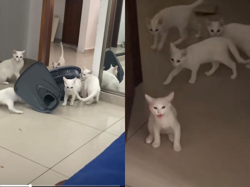 A imagem mostra vários gatos filhotes brancos em meio à bagunça.