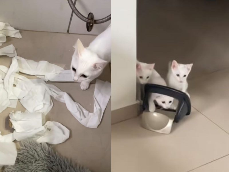 A imagem mostra gatos brancos brincando com papel higiênico e uma tampa de lata de lixo.