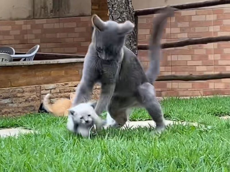 A imagem mostra um gato cinza e um filhote brincando na grama.