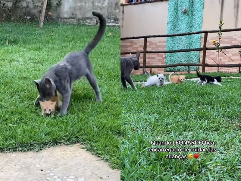 A imagem mostra um gato preto e um gato laranja em um granado.