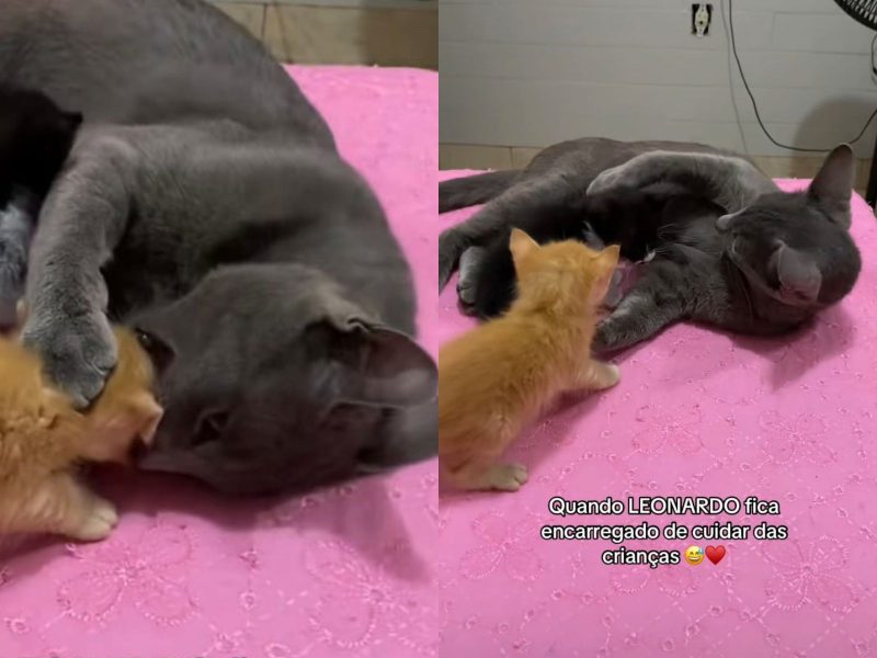 A imagem mostra um gato preto com um filhote laranja em uma cama com coberta rosa.