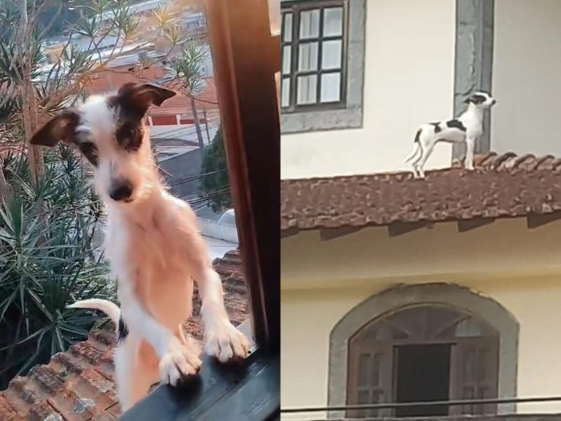 A imagem mostra um cão em cima de um telhado e em uma janela.