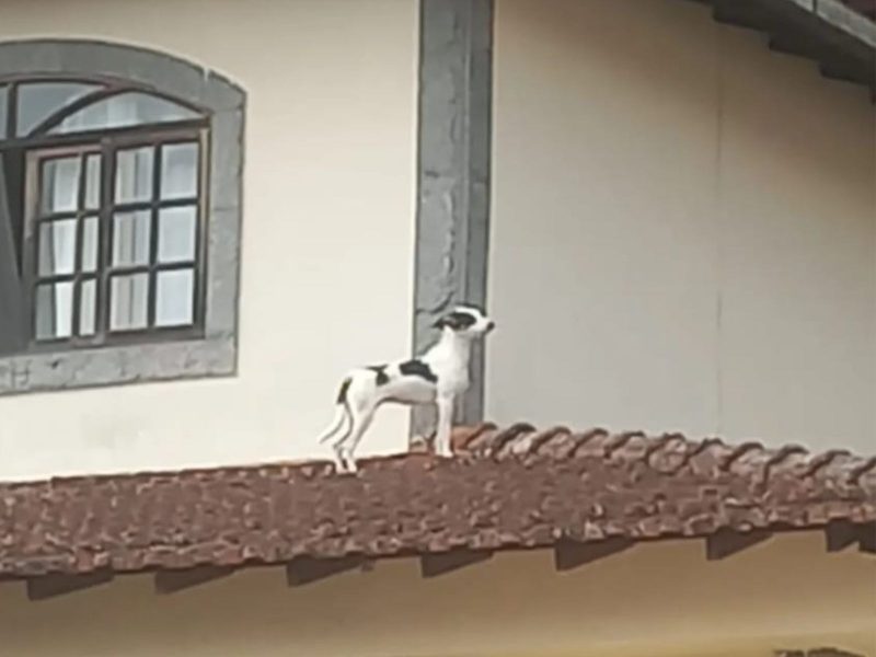 A imagem mostra um cachorro branco e marrom em cima de um telhado de uma casa.