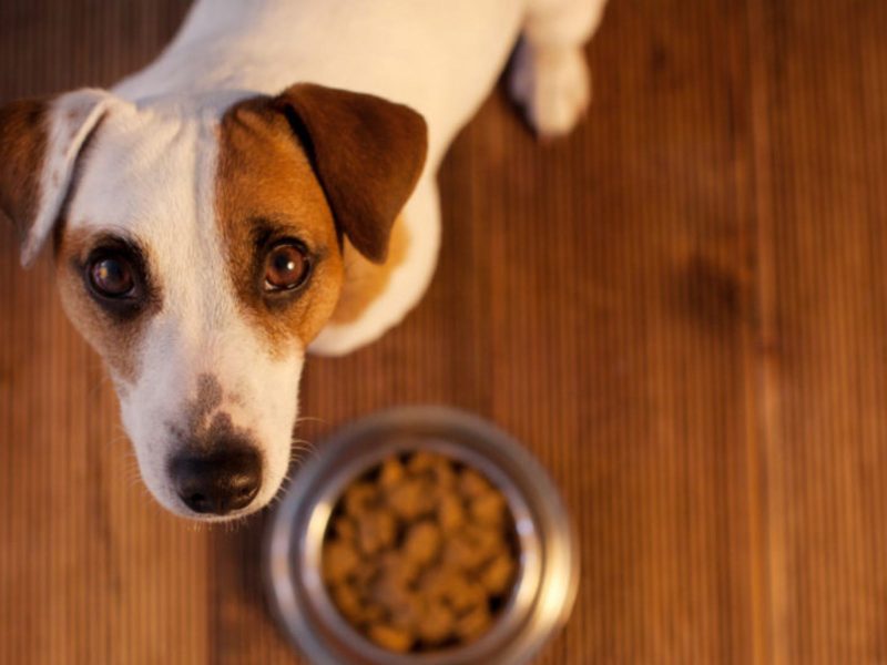 A imagem mostra um cachorro branco e marrom com um pote de ração.