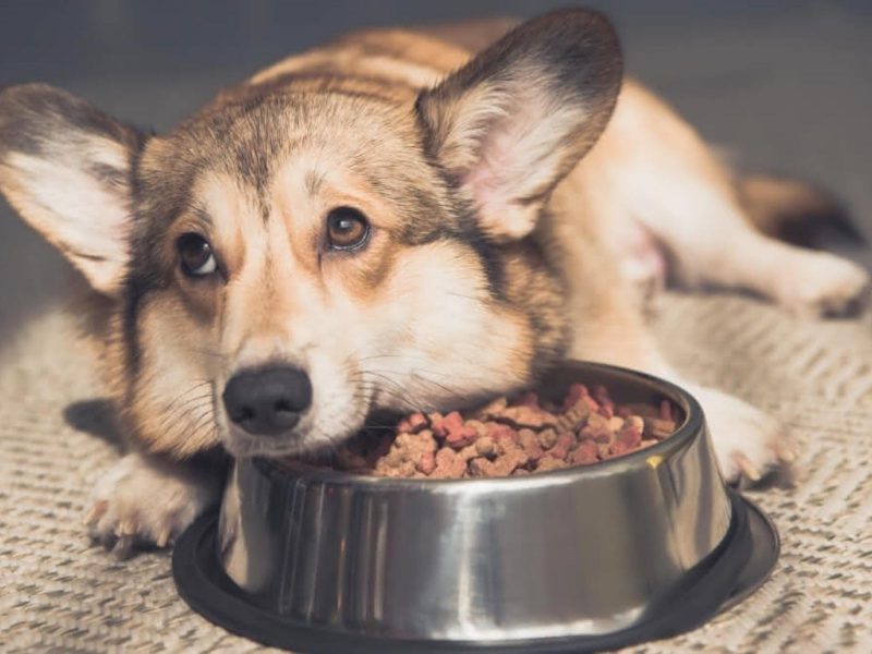 A imagem mostra um cachorro marrom peludo e um pote de ração.