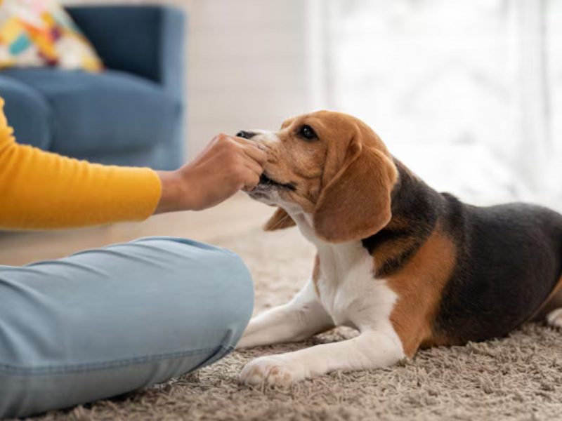 A imagem mostra um beagle sendo alimentado por uma pessoa.