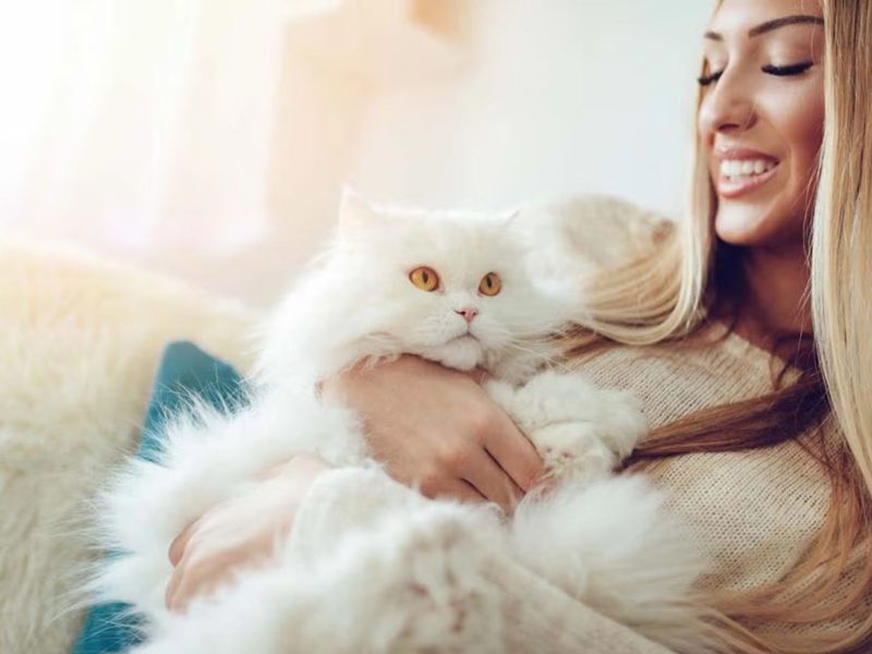 A imagem mostra um gato persa branco no colo de uma mulher.