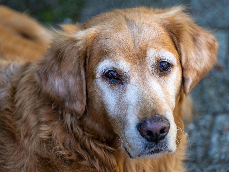 A imagem mostra um cão da raça golden retriever idoso.