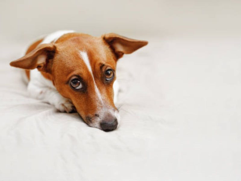 A imagem mostra um cachorro marrom e branco deitado em um fundo branco.