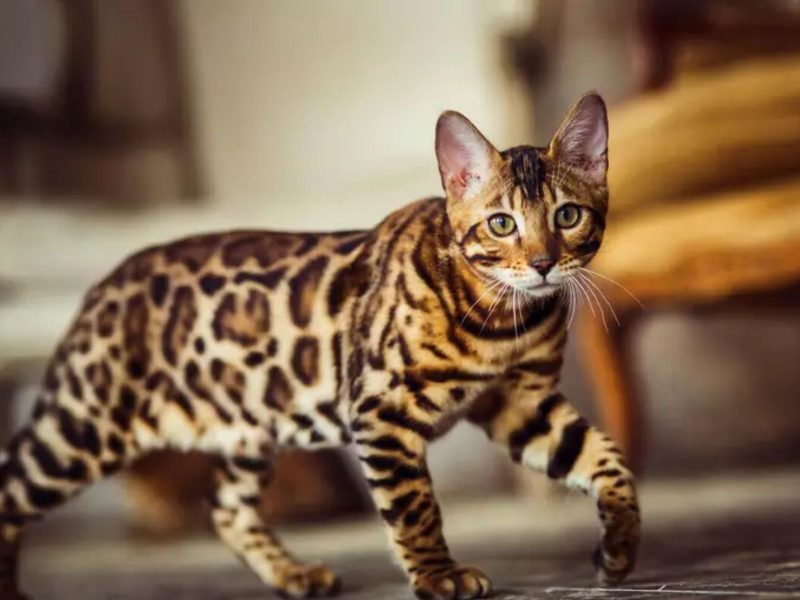 A imagem mostra um felino da raça bengals, ou de bengala.