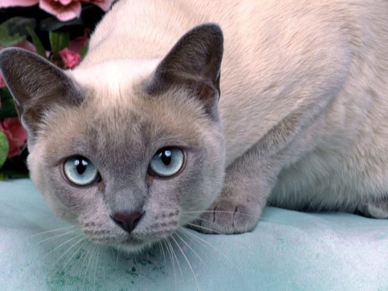 A imagem mostra a raça de felino tonquinês.