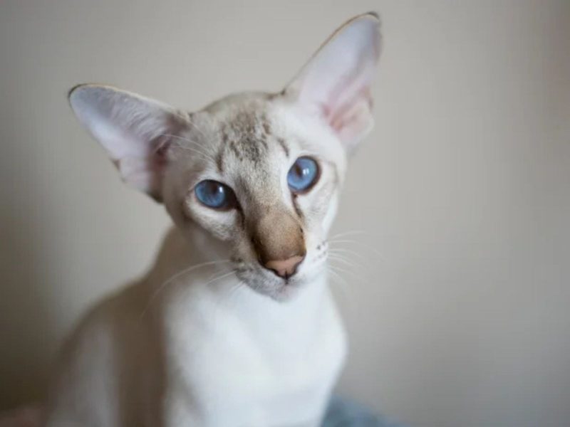 A imagem mostra um felino oriental de pelo curto.