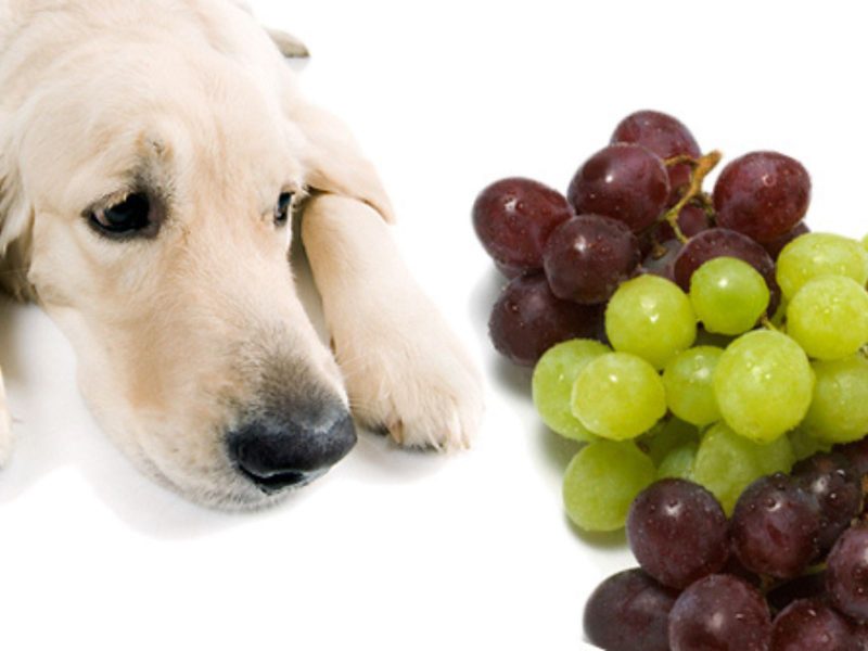 A imagem mostra um cachorro do lado de um cacho de uvas.