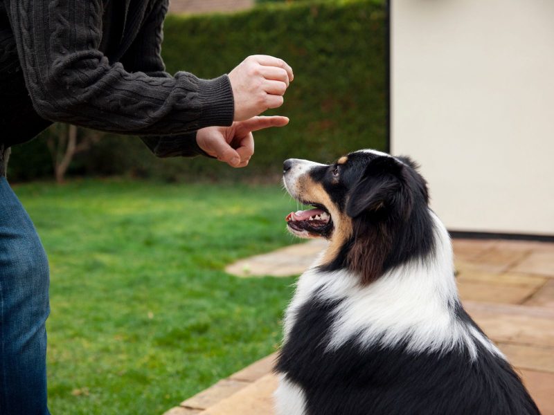 A imagem mostra um cachorro peludo aprendendo truques.