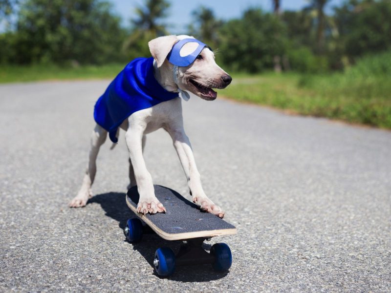 A imagem mostra um cachorro com uma máscara e uma capa azuis andando de skate.