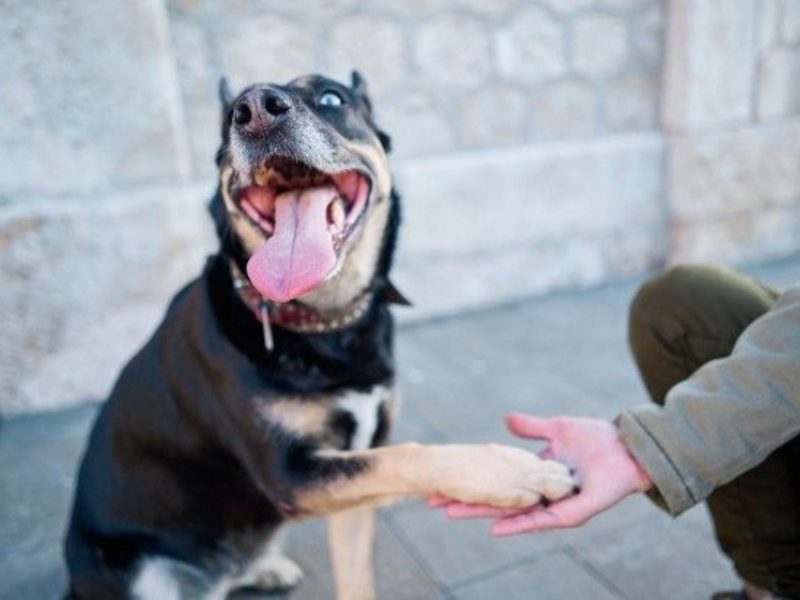 A imagem mostra um cão "dando a patinha"