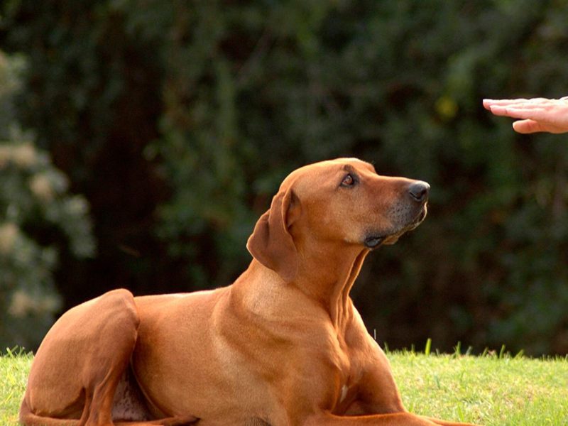 Cachorro deitado em gramado