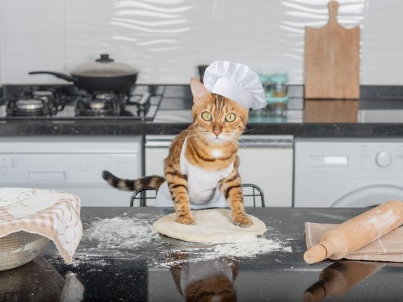 A imagem mostra um gato amassando uma massa de pão.