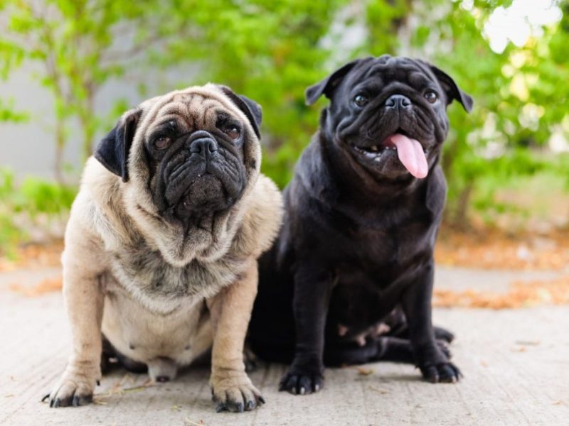 A imagem mostra cachorros da raça pug, um marrom e outro preto.