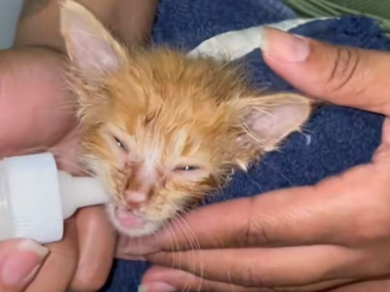 A imagem mostra um filhote de felino sendo alimentado após resgate.