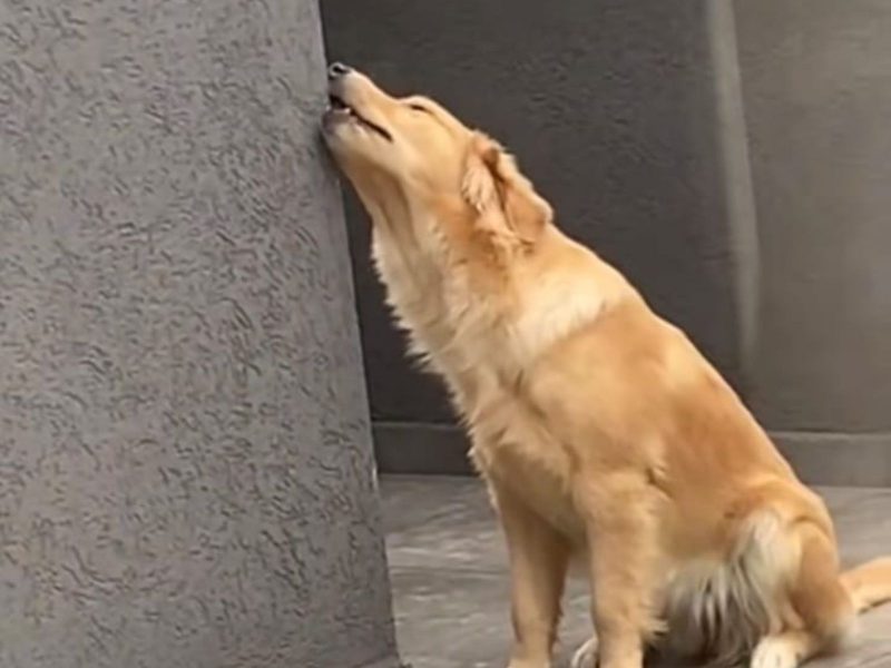 A imagem mostra uma golden retriever arteira comendo reboco das paredes.