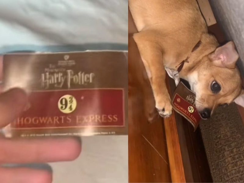 A imagem mostra um cachorro com uma carta de Hogwarts na boca.