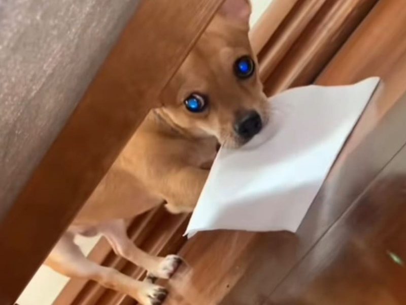 A imagem mostra um cão com um papel na boca.