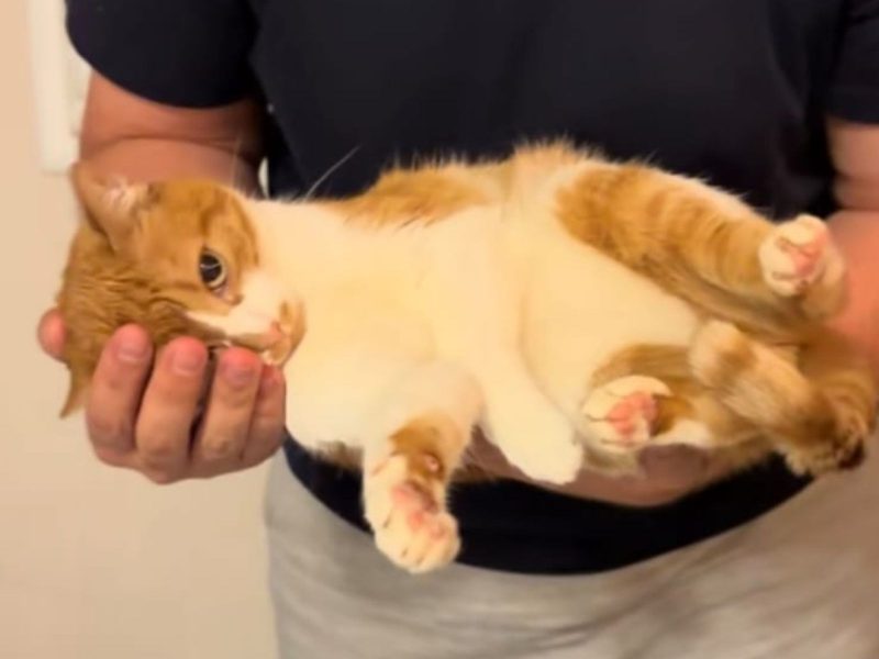 A imagem mostra uma gata laranja e branca no colo de um homem com camiseta preta e calça cinza.