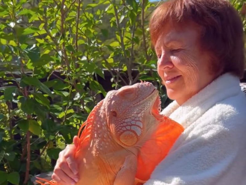 A imagem mostra uma iguana no colo de uma senhora.