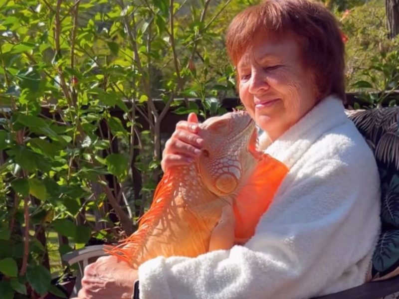 A imagem mostra uma mulher e uma iguana albina em seu colo.