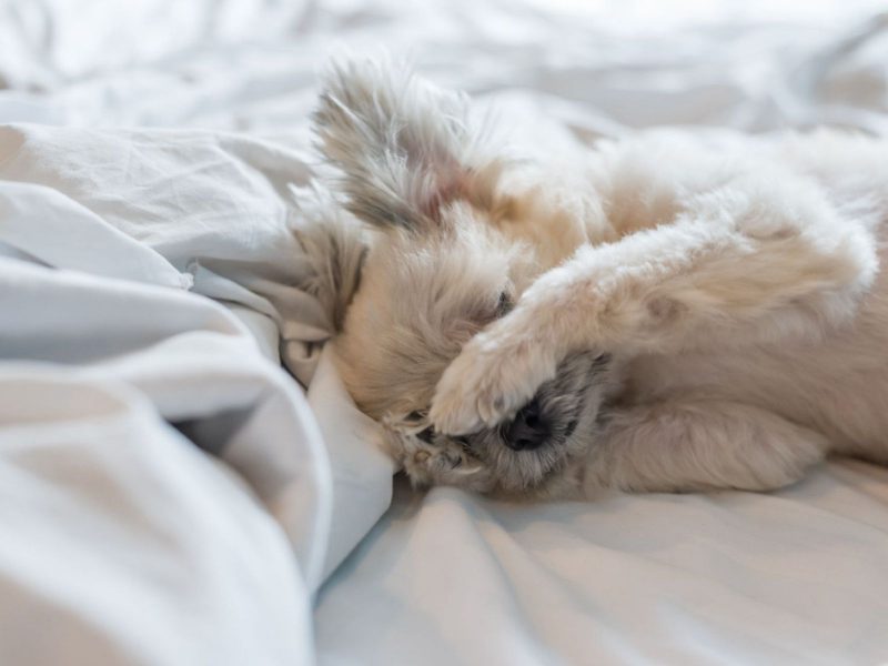 A imagem mostra um cachorro peludo branco em uma coberta branca coçando os olhos, um sinal de glaucoma